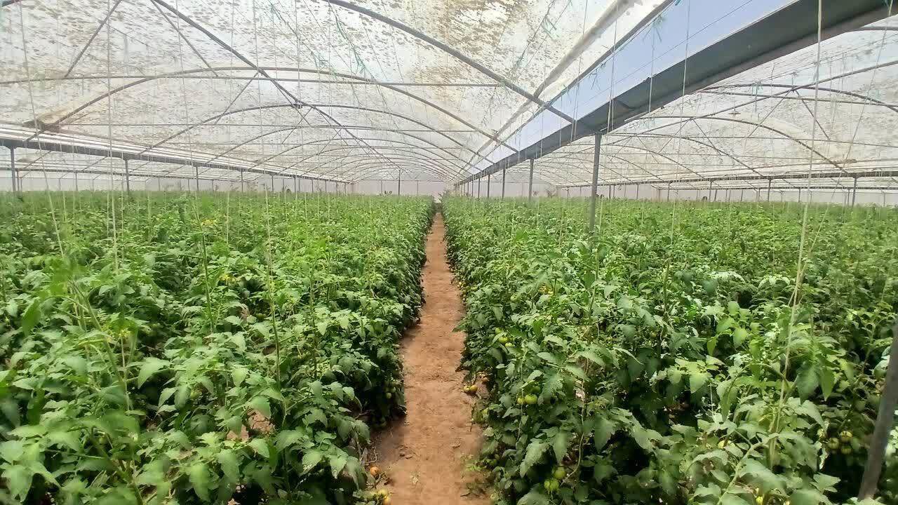 خیز بلند شهرستان زارچ برای افزایش تولید محصولات گلخانه‌ای به ۲۵ هزار تن