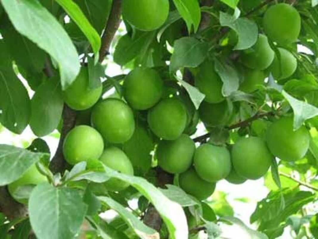 پایان برداشت بیش از ۶ هزار تن محصول گوجه سبز از باغات ابرکوه