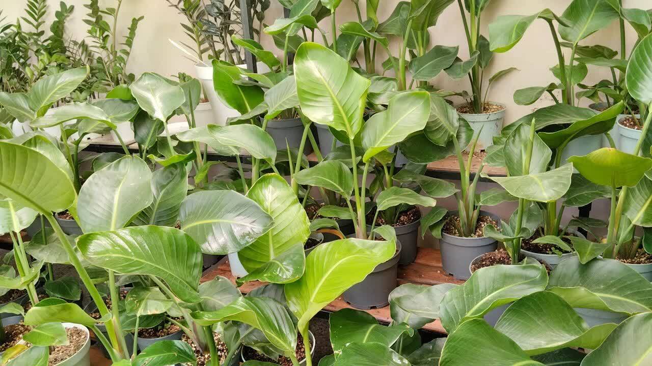 خبر یزد