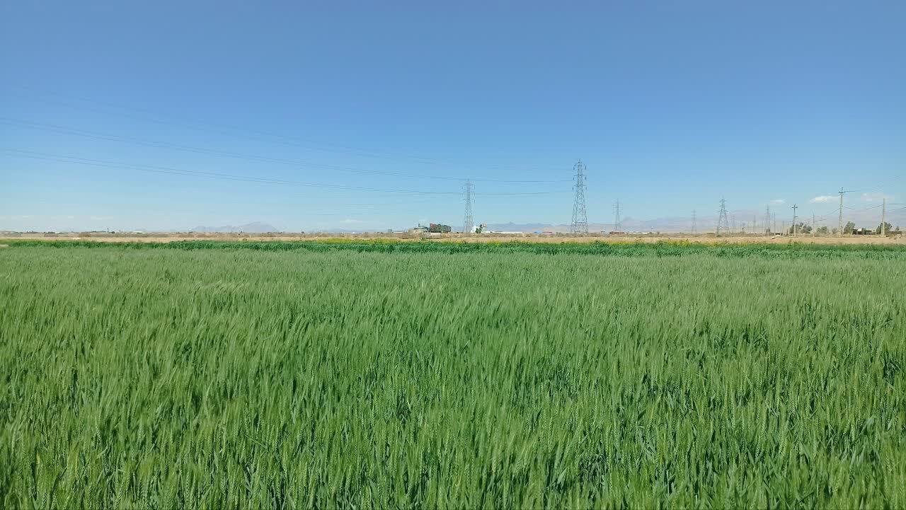پیش بینی برداشت ۱۰ هزار تن گندم از مزارع ابرکوه