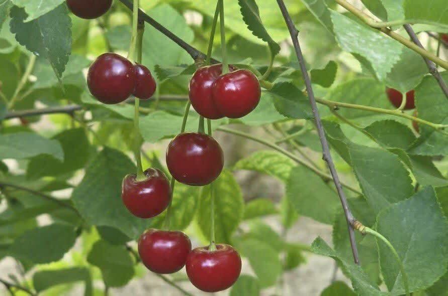 آغاز برداشت آلبالو در خضرآباد