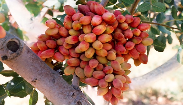 صادرات پسته به چین و محصولات گلخانه‌ای یزد به روسیه ادامه دارد
