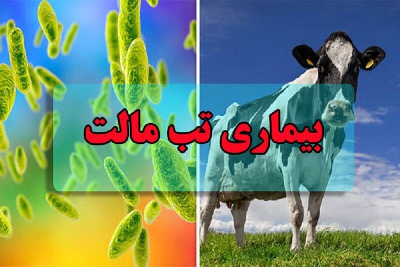 تب مالت تهدیدی جدی برای سلامت جامعه است