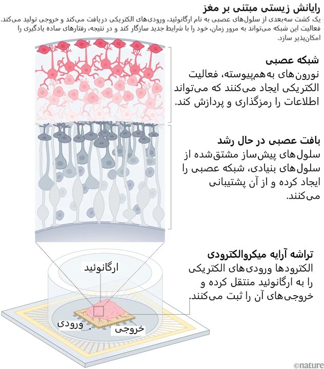 خبر یزد