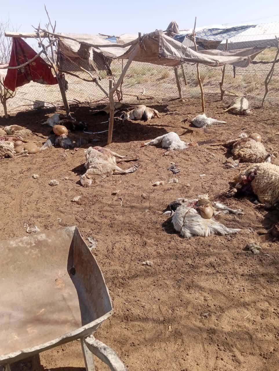 حمله گرگ‌ها به دامداری در هرات شهرستان خاتم؛ ۳۵ رأس گوسفند تلف شد