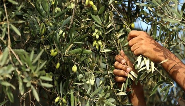 صدور شناسنامه برای ۱۳۶ هکتار از باغات زیتون استان یزد | آخرین خبر
