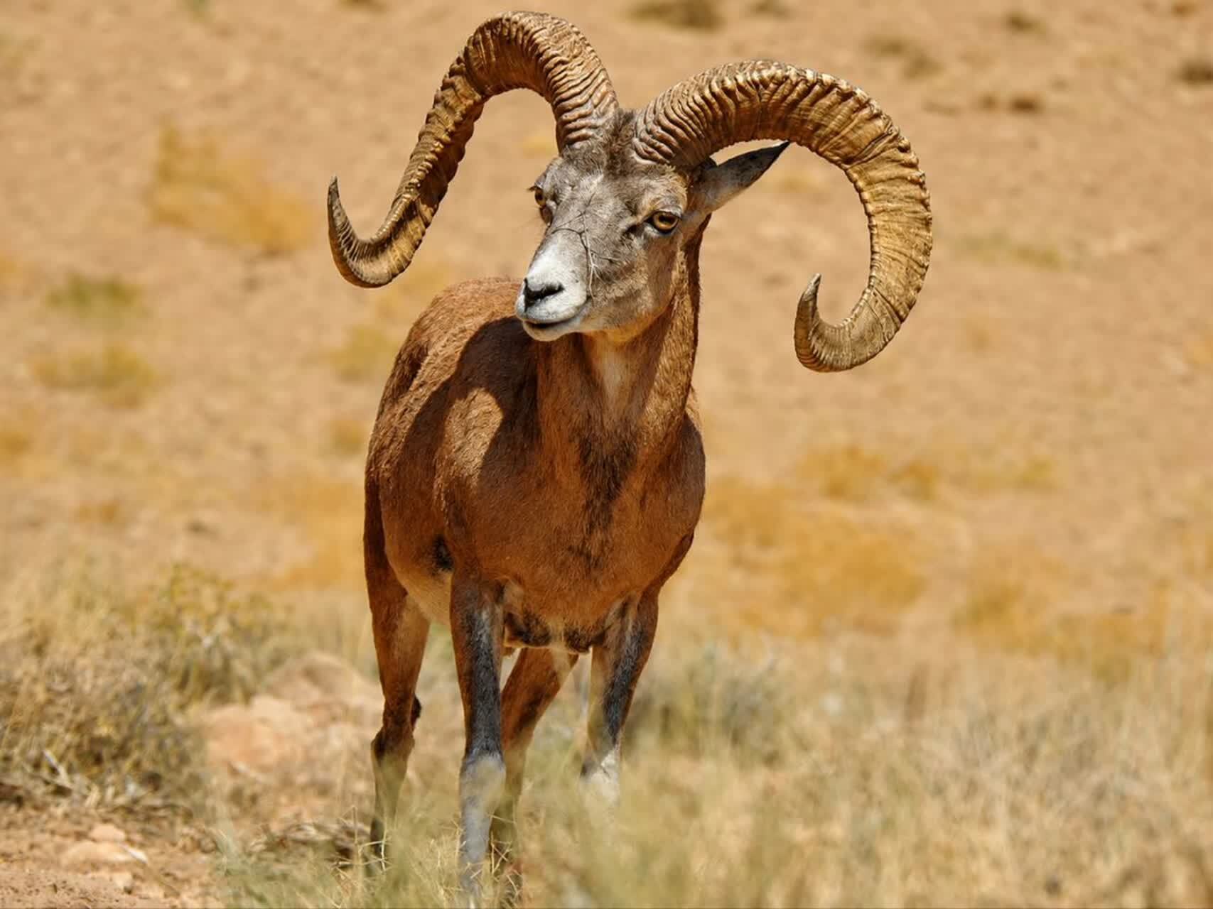 خبر یزد