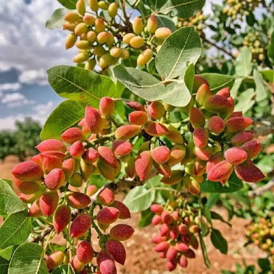 پیش‌بینی برداشت بیش از ۱۰هزار تن پسته از باغات شهرستان مهریز