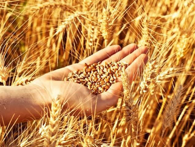 خاتم؛ قطب فرآوری و تأمین بذر گندم و جو استان یزد