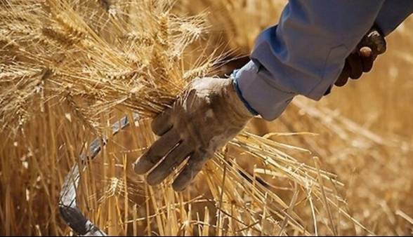 پرداخت ۸۲ درصد از مطالبات گندم‌کاران در کهگیلویه و بویراحمد