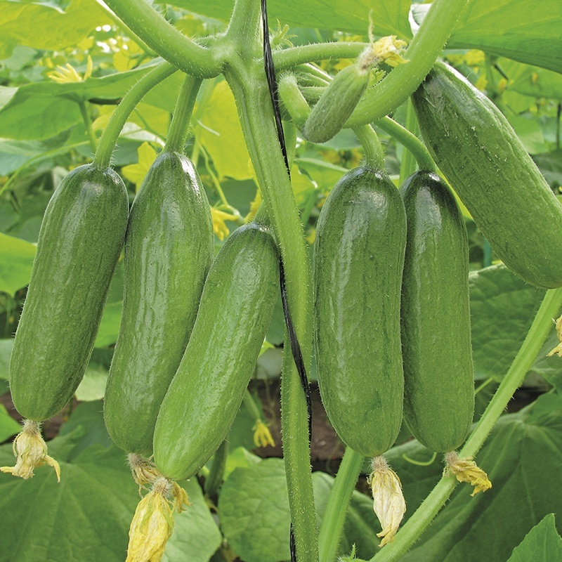 خبر یزد