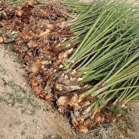 جلوگیری از عرضه نخل‌های بدون گواهی در شهرستان یزد