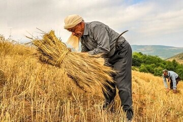 پرداخت بیش از ۲ میلیارد ریال تسهیلات اشتغال روستایی در یزد