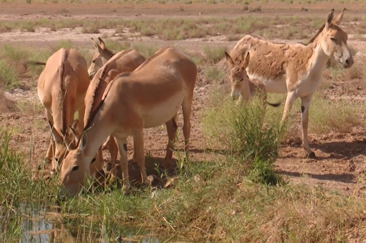 خبر یزد