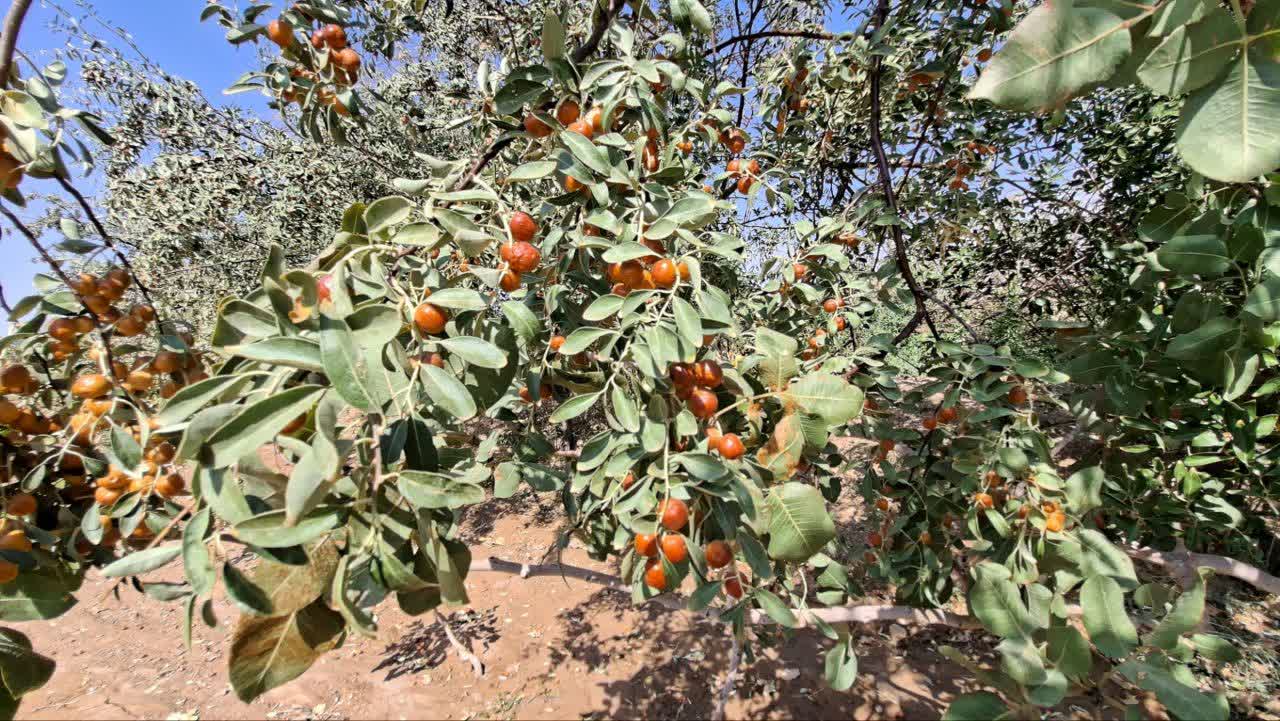 خبر یزد