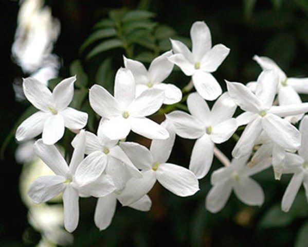 خبر یزد